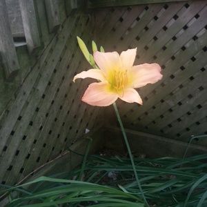 Meet your Posher, Shirley